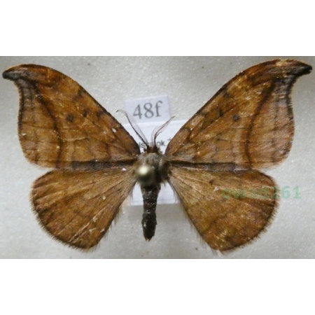 Drepana curvatula (Borkhausen, 1790) male Wycinka zakrzywica Poland48f
